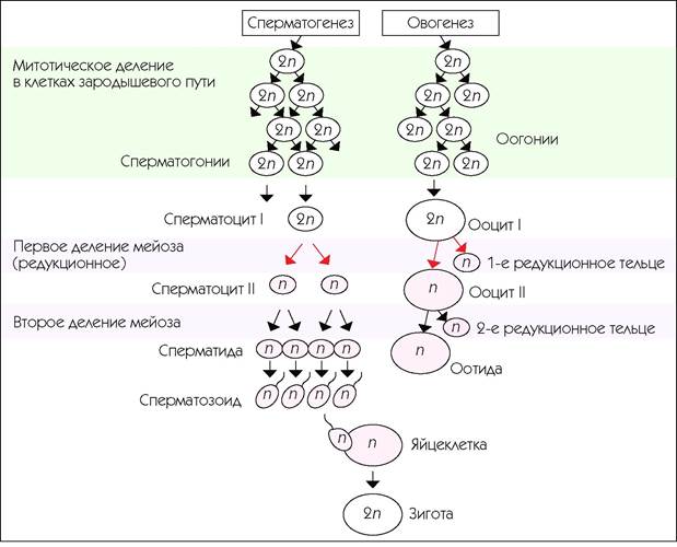 4 этапа сперматогенеза. Схема сперматогенеза и овогенеза. Образование половых клеток сперматогенез. Сперматогенез и овогенез набор хромосом. Период сперматогенез оогенез таблица.