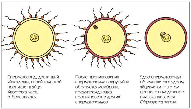 Какой процесс изображен на рисунке какие этапы этого процесса обозначены цифрами 1 3 оплодотворение