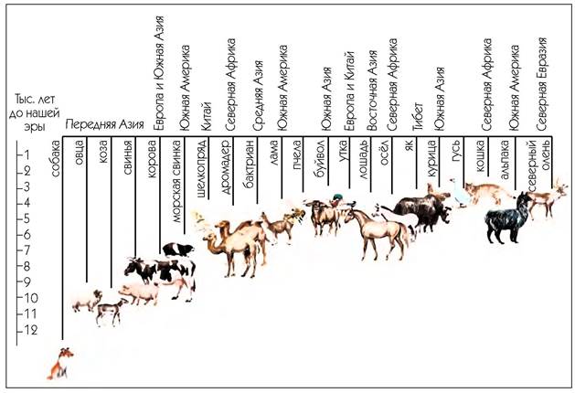 Время происхождения животных. Основные этапы одомашнивания животных. Хронология одомашнивания животных. Одомашнивание животных таблица. Центры одомашнивания животных таблица.