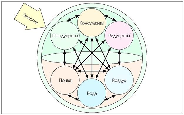 Взаимодействие данных природных компонентов между собой. Схема взаимодействия компонентов биогеоценоза. Взаимодействие компонентов экосистемы. Взаимосвязь компонентов экосистемы. Схема взаимодействия экосистемы.