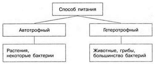 Заполните схему животные. Схема почвенного питания. Жизнедеятельность организмов питание способы питания. Схема жизнедеятельности растений. Схема питания растений 6 класс.