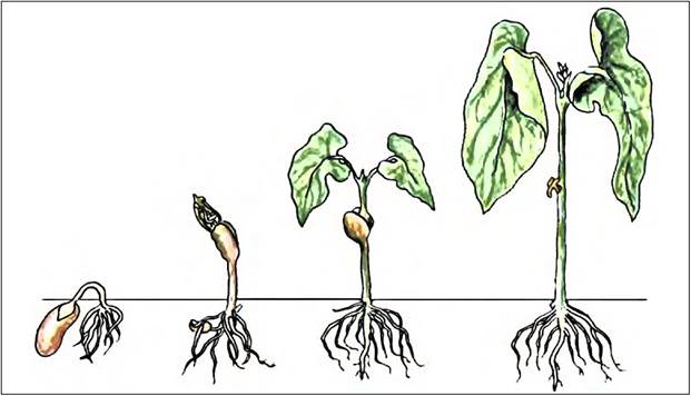 Рисунок прорастания семян фасоли