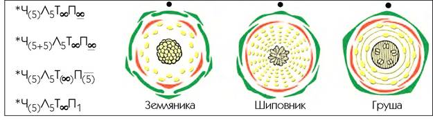 Диаграмма цветка яблони с подписями