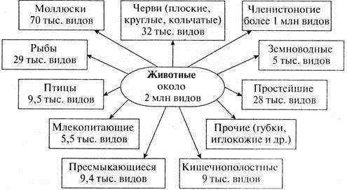 Схема исследования животных