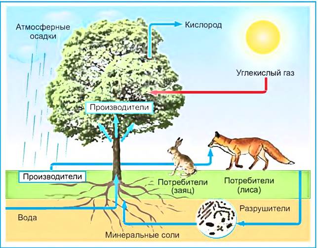 Структурные компоненты экосистемы схема. Экосистема структура экосистемы. Схема наземной экосистемы. Структура биогеоценоза схема. Изменения в водных экосистемах