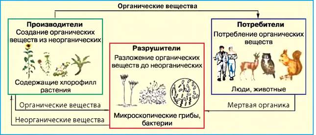 Круговорот веществ в природе 5 класс биология презентация