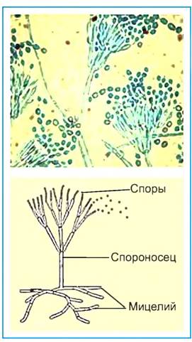 Рисунок пеницилла с обозначениями