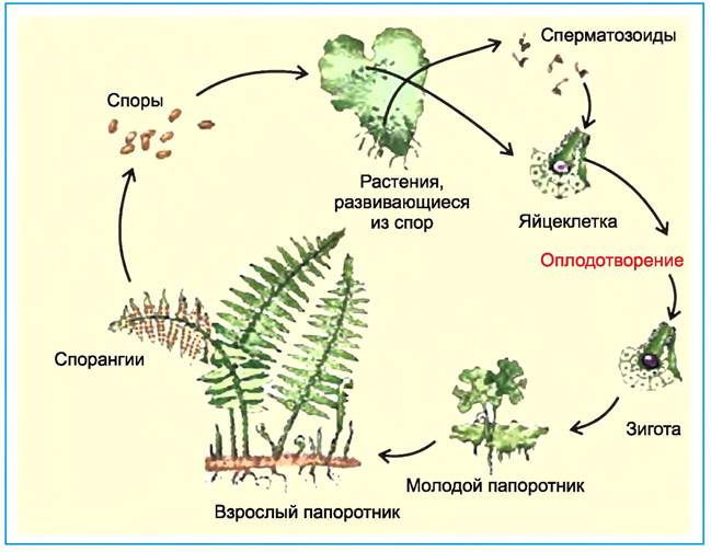 Размножение споровых растений 6 класс план