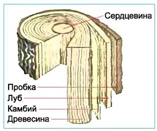 Стебель камбий древесина сердцевина. Строение ствола голосеменных. Строение стебля голосеменных растений. Строение стебля голосеменных. Строение древесины голосеменных.