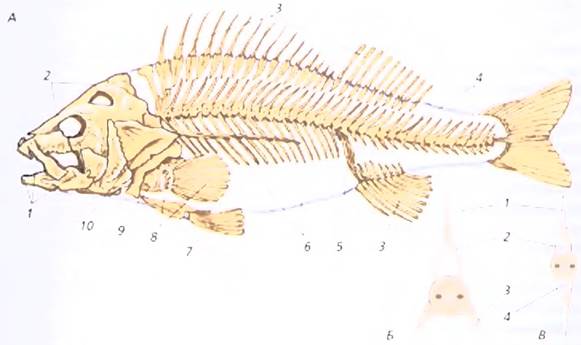 Скелет рыб 7 класс. Скелет костной рыбы рис 113. Скелет костной рыбы 7 класс биология. Скелет рыбы биология 7 класс. Строение скелета рыбы 7 класс биология.