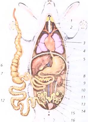 Внутреннее строение ежа. Строение органов хомяков. Внутренние органы хомяка. Строение хомяка внутренние органы. Внутреннее строение пингвина.