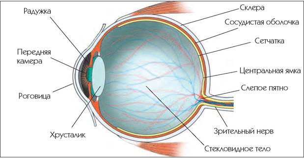 Хрусталик стекловидное тело