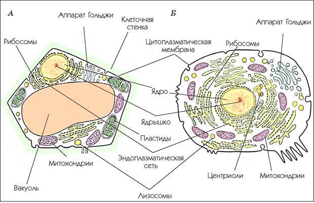 Грибные клетки покрыты. Центриоли в клетках грибов. Живая клетка грибная клетка растительная клетка. Клетки грибов эукариоты. Живая клетка представляет собой ответ.