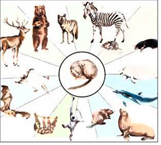 Уссурийский тигр биологический прогресс. Биологический Прогресс это кратко. Эволюционные ветви завропсид. Слияние эволюционных ветвей. Эволюционный Прогресс.