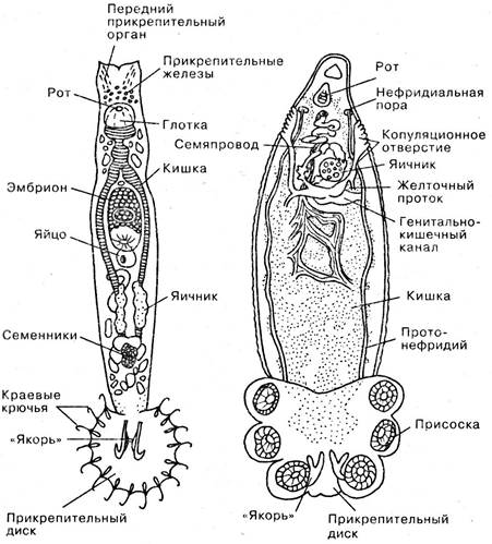 Печеночный сосальщик строение рисунок