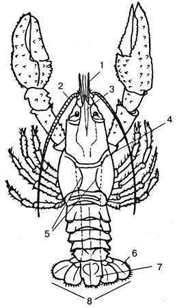 Какая часть тела речного рака обозначена на рисунке буквой а