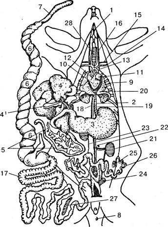 Внутреннее строение кролика рисунок 7 класс