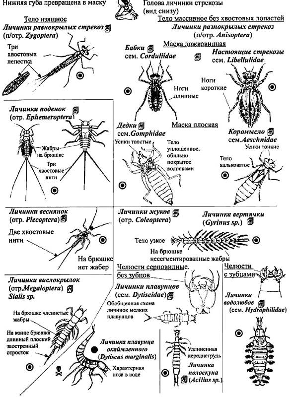Личинки насекомых описание. Личинки беспозвоночных таблица. Типы личинок насекомых таблица. Личинки беспозвоночных животных таблица. Типы личинок беспозвоночных.
