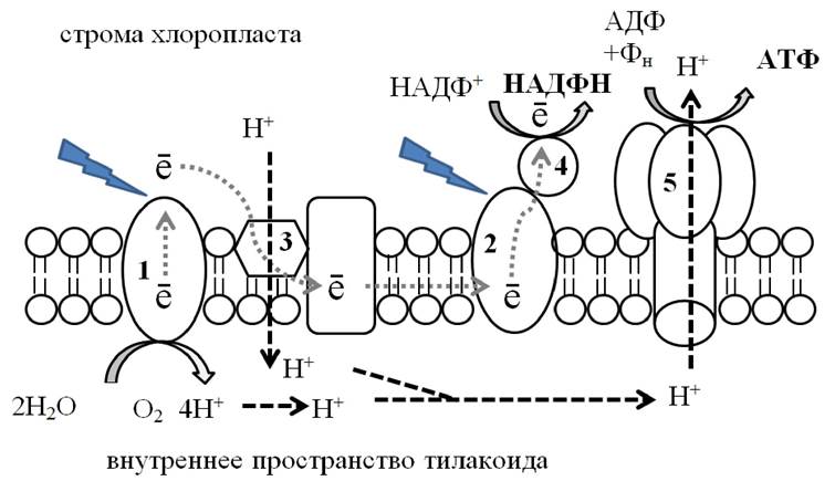 Фермент тилакоида. АТФ синтаза фотосинтез. Фотосинтез световая фаза схема тилакоида. Световая фаза на мембране тилакоидов. Мембрана тилакоида процессы фотосинтеза.