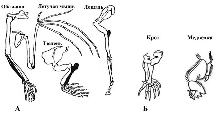 Ласты кита и роющие конечности. Строение скелета конечностей крота. Конечности хордовых гомологи. Строение передней конечности летучей мыши. Гомологичные органы у животных.