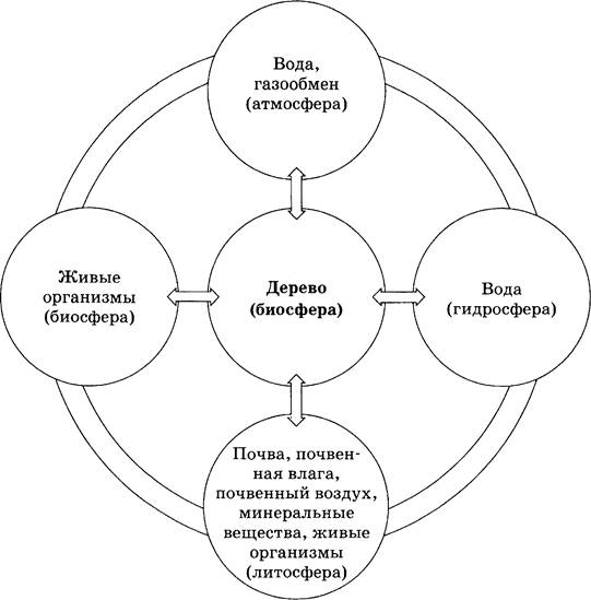 Нарисуйте схему связь биосферы