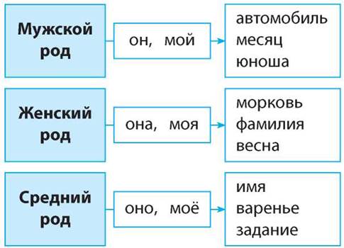 Род имен существительных 3 класс картинки